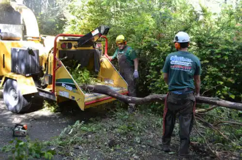 tree services Cupertino